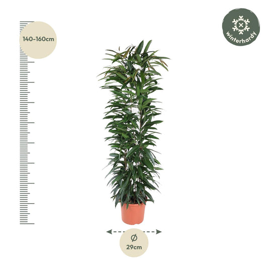 Ficus Alii King – Pflegeleichte elegante Zimmerpflanze 150 cm