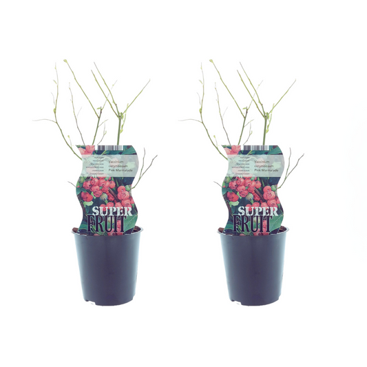 Vaccinium Pink Marmelade – Rosa Blaubeere 2er-Set