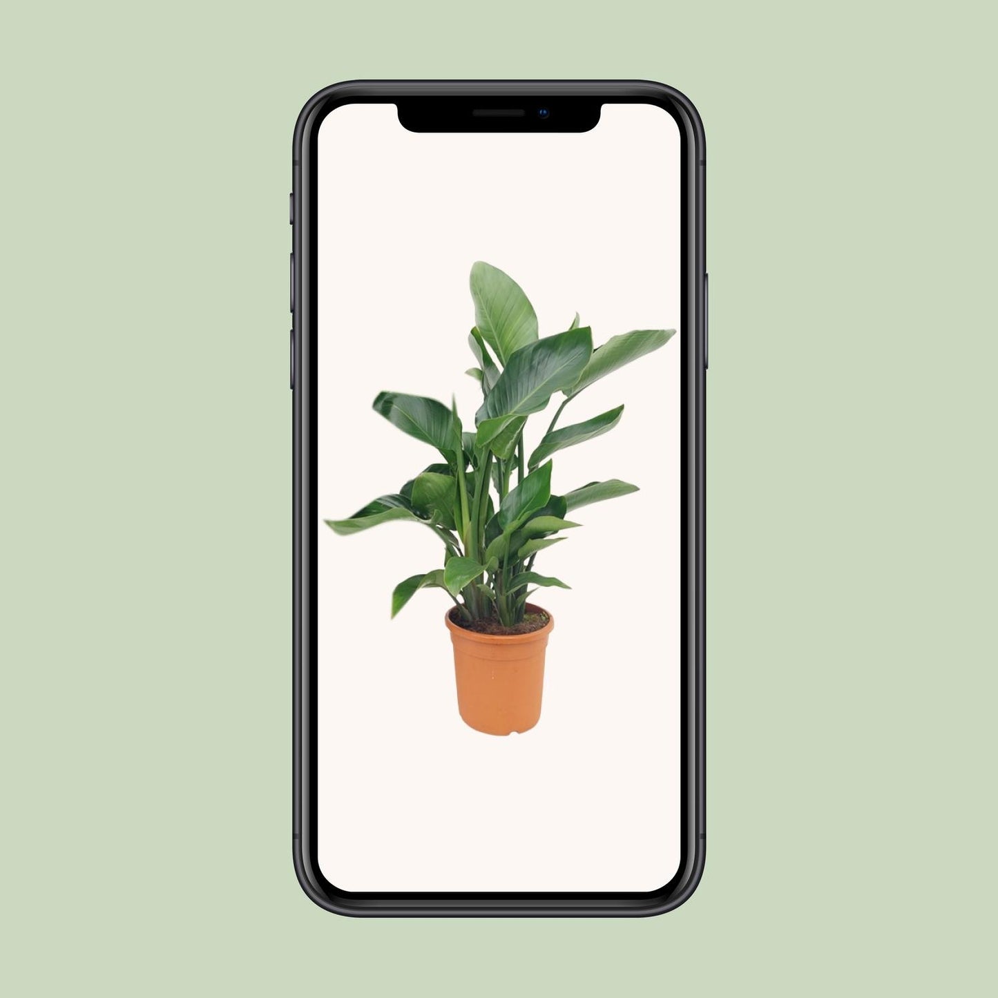 Strelitzie Nicolai – Tropische Paradiesvogelblume 85 cm