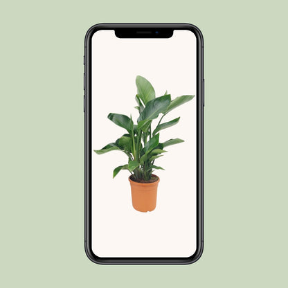 Strelitzie Nicolai – Tropische Paradiesvogelblume 85 cm