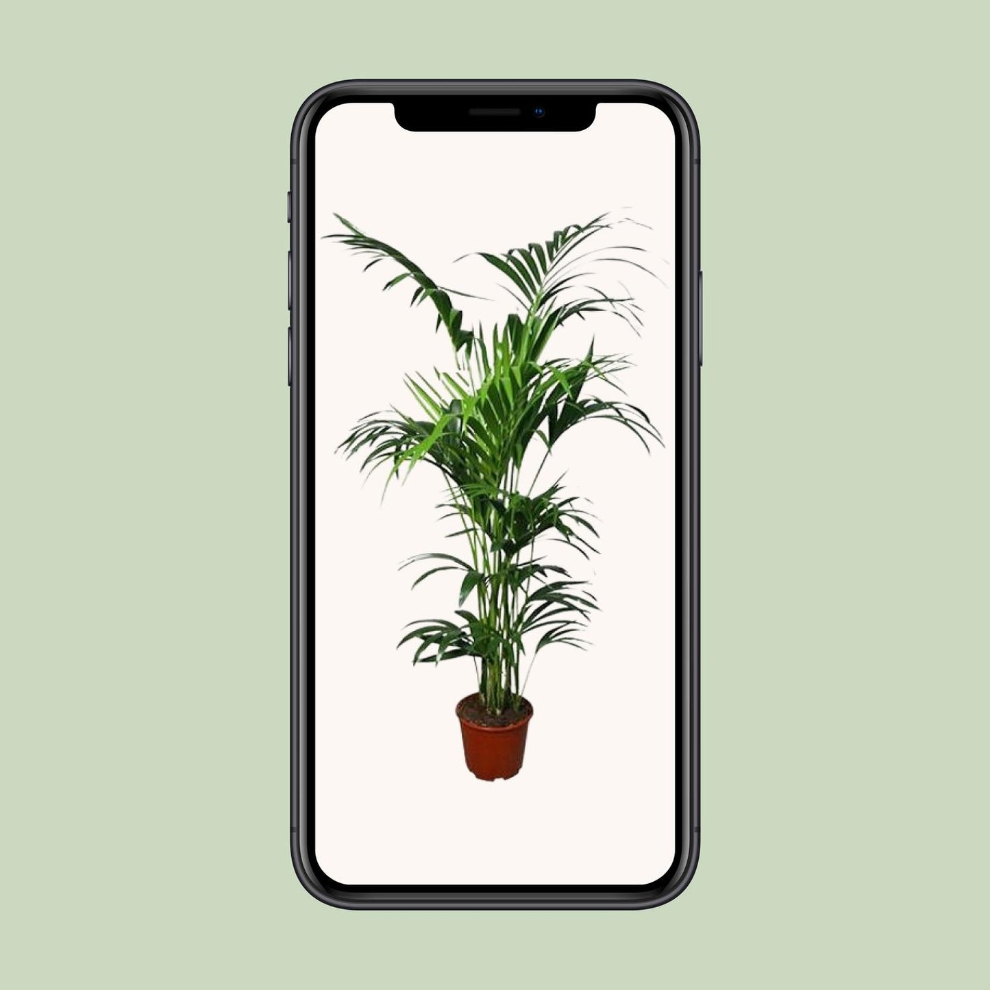 Howea Kentia-Palme Ø24cm, ca. 180cm hoch – pflegeleicht & luftreinigend