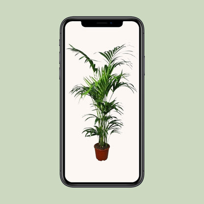 Howea Kentia-Palme Ø24cm, ca. 180cm hoch – pflegeleicht & luftreinigend