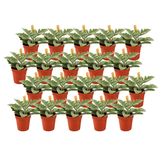 Kalanchoe Beharensis 20er Set – Pflegeleichte Sukkulente