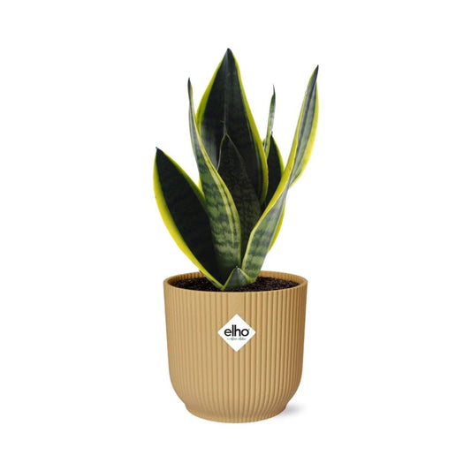 Sansevieria Futura Superba in ELHO Vibes Fold 14cm Gelb