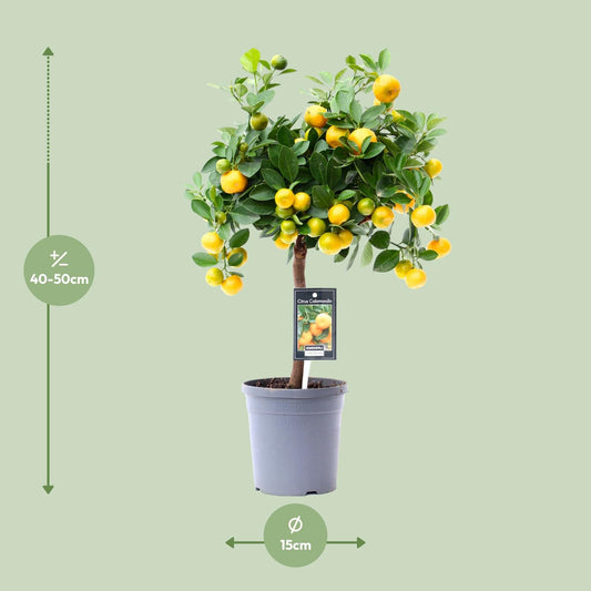 Citrus Calamondin – Kompakte, pflegeleichte Zitruspflanze Ø15cm