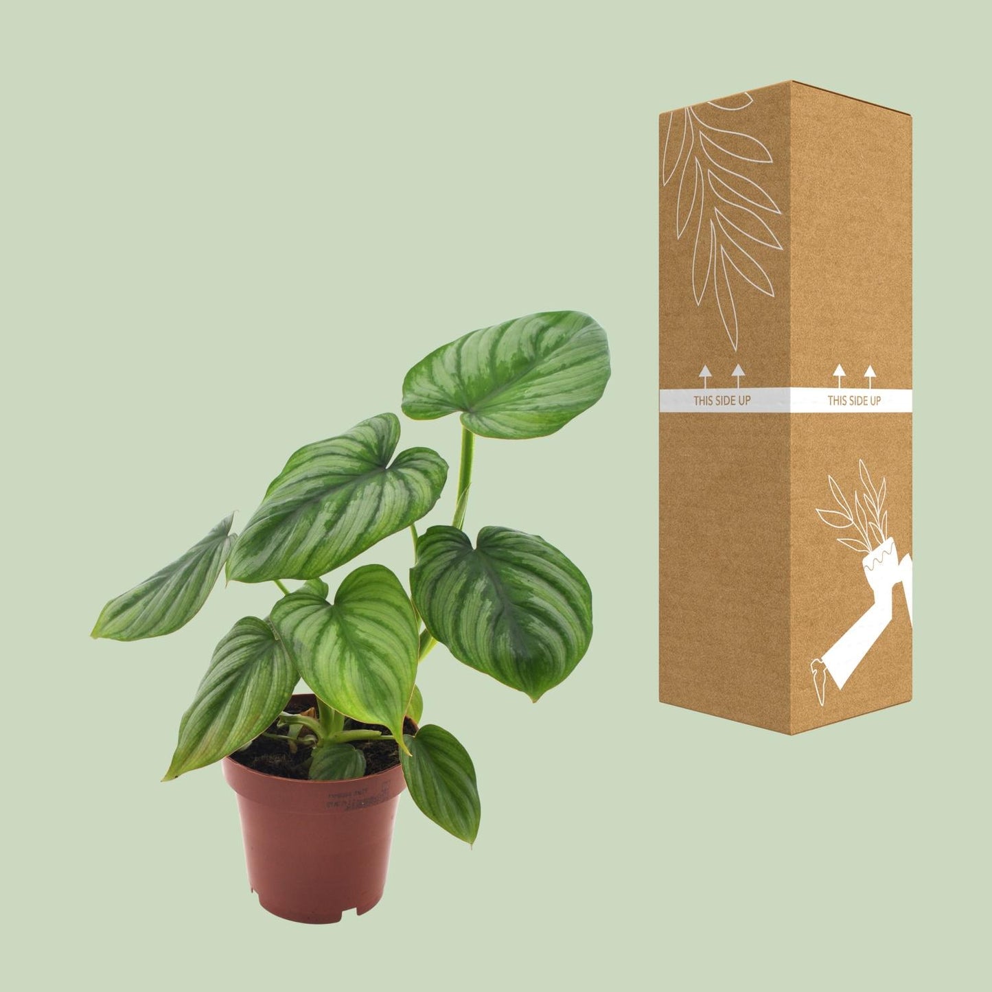 Philodendron Mamei - Seltene, pflegeleichte Zimmerpflanze Ø12cm