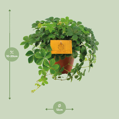Parthenocissus Striata – Pflegeleichte Jungfernrebe Ø12cm