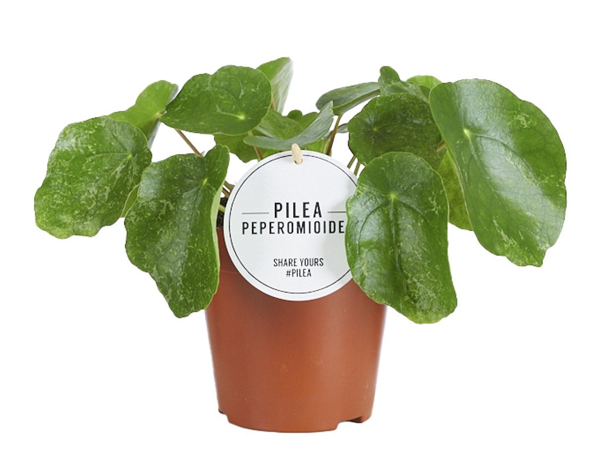 Pilea Sugar – pflegeleichte Zimmerpflanze Ø13cm