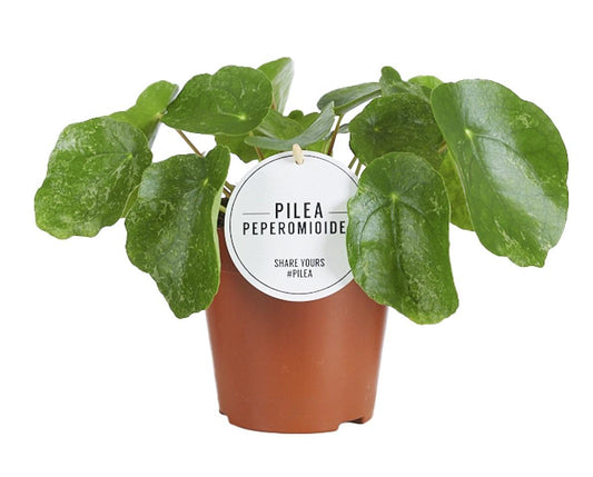 Pilea Sugar – pflegeleichte Zimmerpflanze Ø13cm