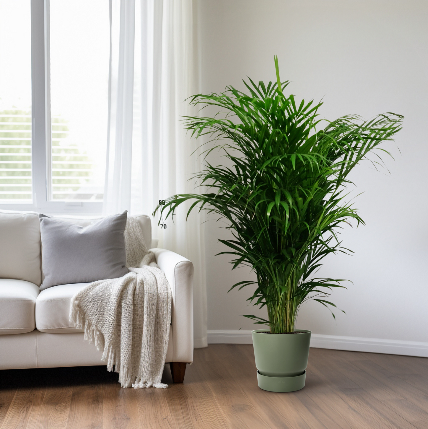 Dypsis Lutescens – Elegante Zimmerpalme Ø24cm, 125cm hoch