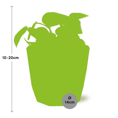 Scindapsus Pictus ‘Trebie’ in ELHO b.for rock 14 cm warm grey