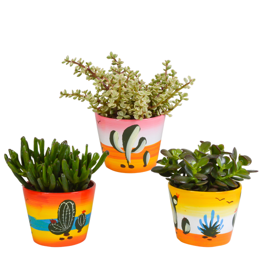 Crassula Sukkulenten 3er Set im Mexikanischen Topf 10,5 cm