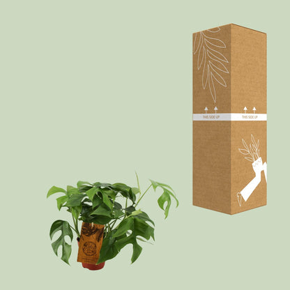 Monstera Minima – Kompakte pflegeleichte Zimmerpflanze Ø12cm