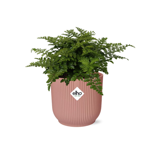 Asplenium Parvati Farn in ELHO Vibes Fold 14cm rosa