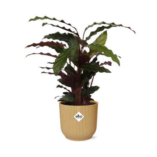 Calathea Rufibarba ‘Tropistar’ im ELHO Vibes Fold 14cm Gelb