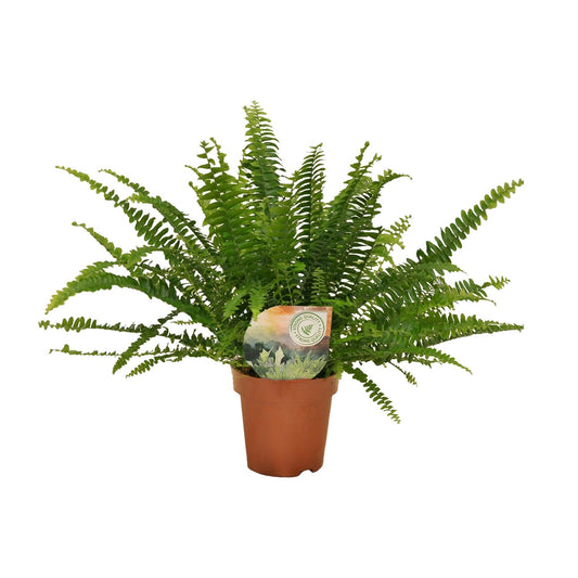 Schwertfarn 'Green Lady' Ø12cm – Pflegeleichte Zimmerpflanze