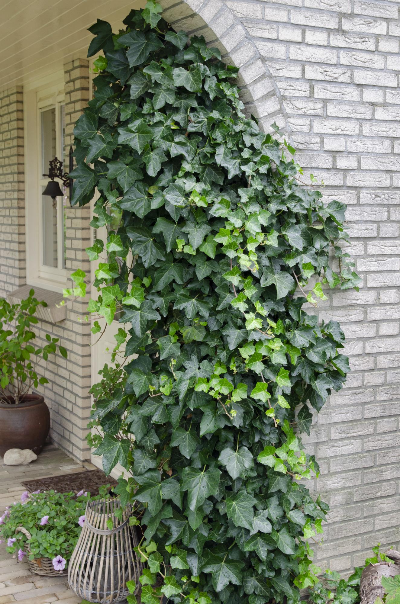 Hedera helix - Pflegeleichter Efeu Kletterpflanze Ø15cm