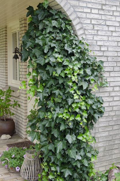 Hedera helix - Pflegeleichter Efeu Kletterpflanze Ø15cm