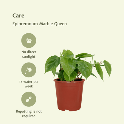 2x Philodendron Scandens – Pflegeleichte Hängepflanze ø12cm