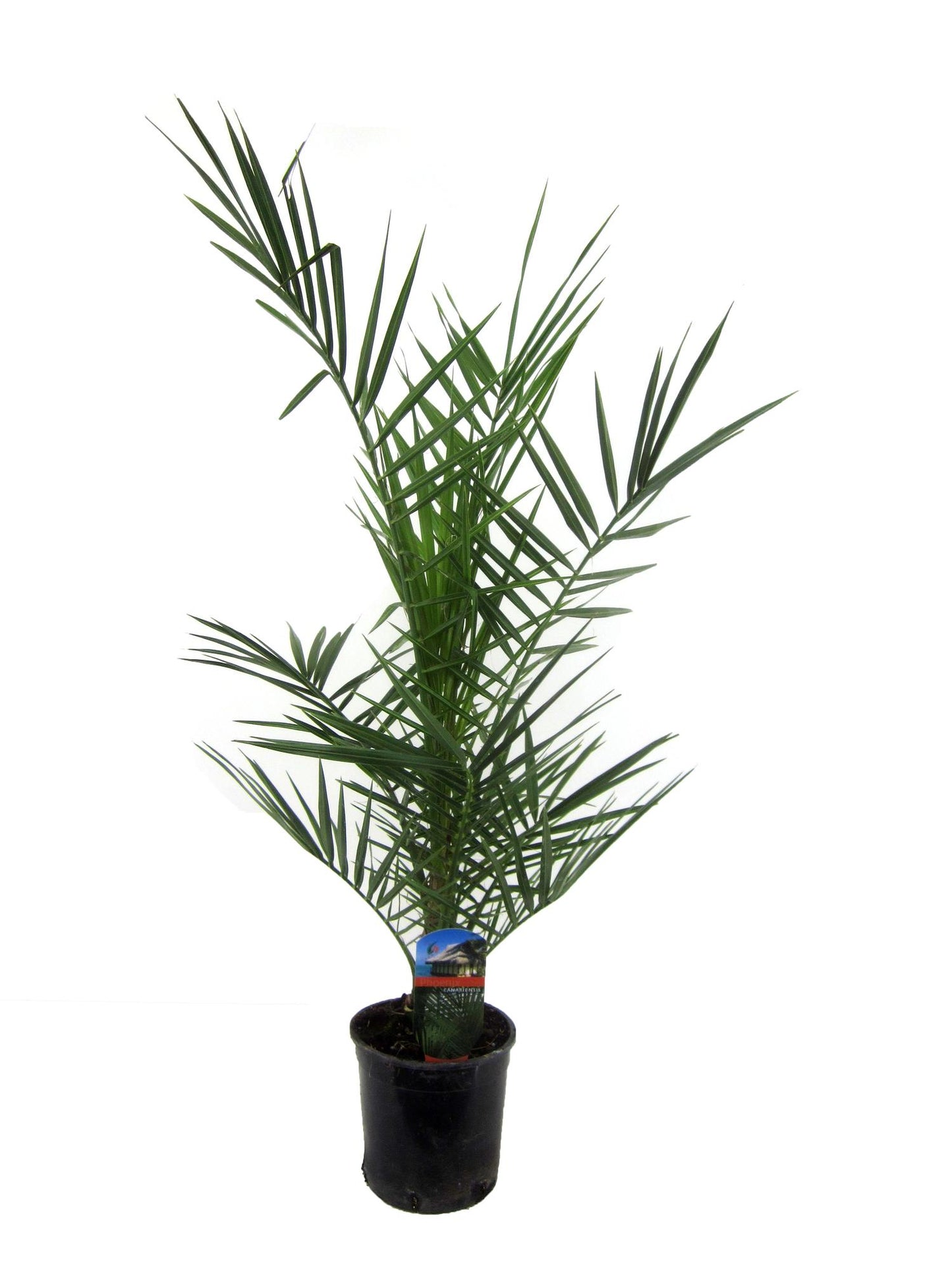 Phoenix Canariensis – Kanarische Dattelpalme 80 cm