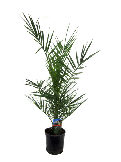 Phoenix Canariensis – Kanarische Dattelpalme 80 cm