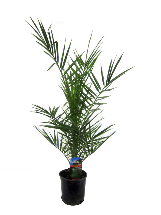 Phoenix Canariensis – Kanarische Dattelpalme 80 cm