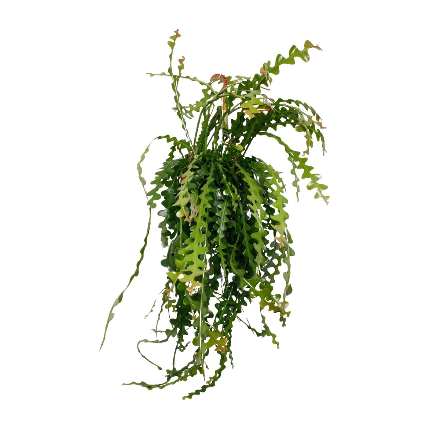 Epiphyllum Anguliger – Pflegeleichter Fensterblatt-Kaktus Ø21cm