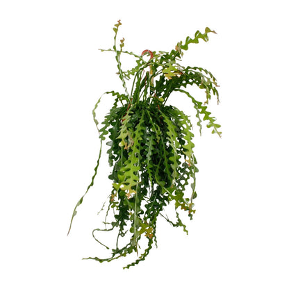 Epiphyllum Anguliger – Pflegeleichter Fensterblatt-Kaktus Ø21cm