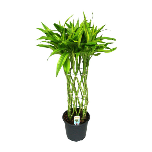 Dracaena Sandriana Gold – Elegante pflegeleichte Zimmerpflanze