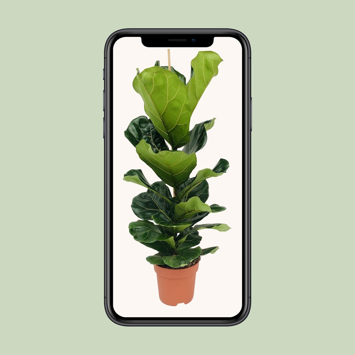 Ficus Lyrata (Geigenfeige) – Ø21cm, 100cm hoch