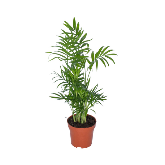 Zwerg-Bergpalme Chamaedorea Ø12cm, ca. 50cm hoch