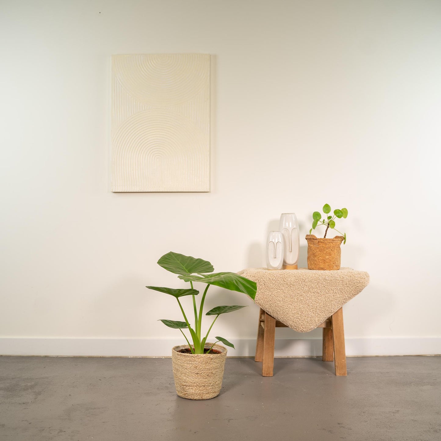 Elefantenohr (Alocasia) – 70 cm mit Korb Selin