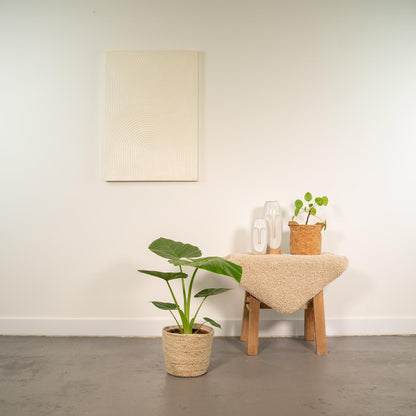 Elefantenohr (Alocasia) – 70 cm mit Korb Selin