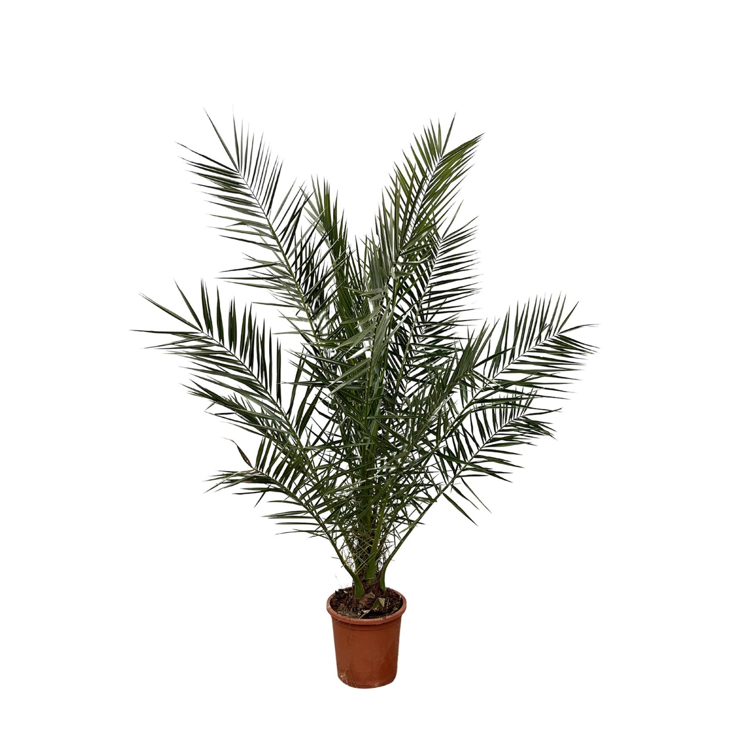 Phoenix Canariensis – Kanarische Dattelpalme 180 cm