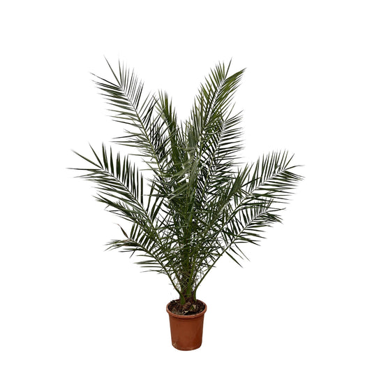 Phoenix Canariensis – Kanarische Dattelpalme 180 cm