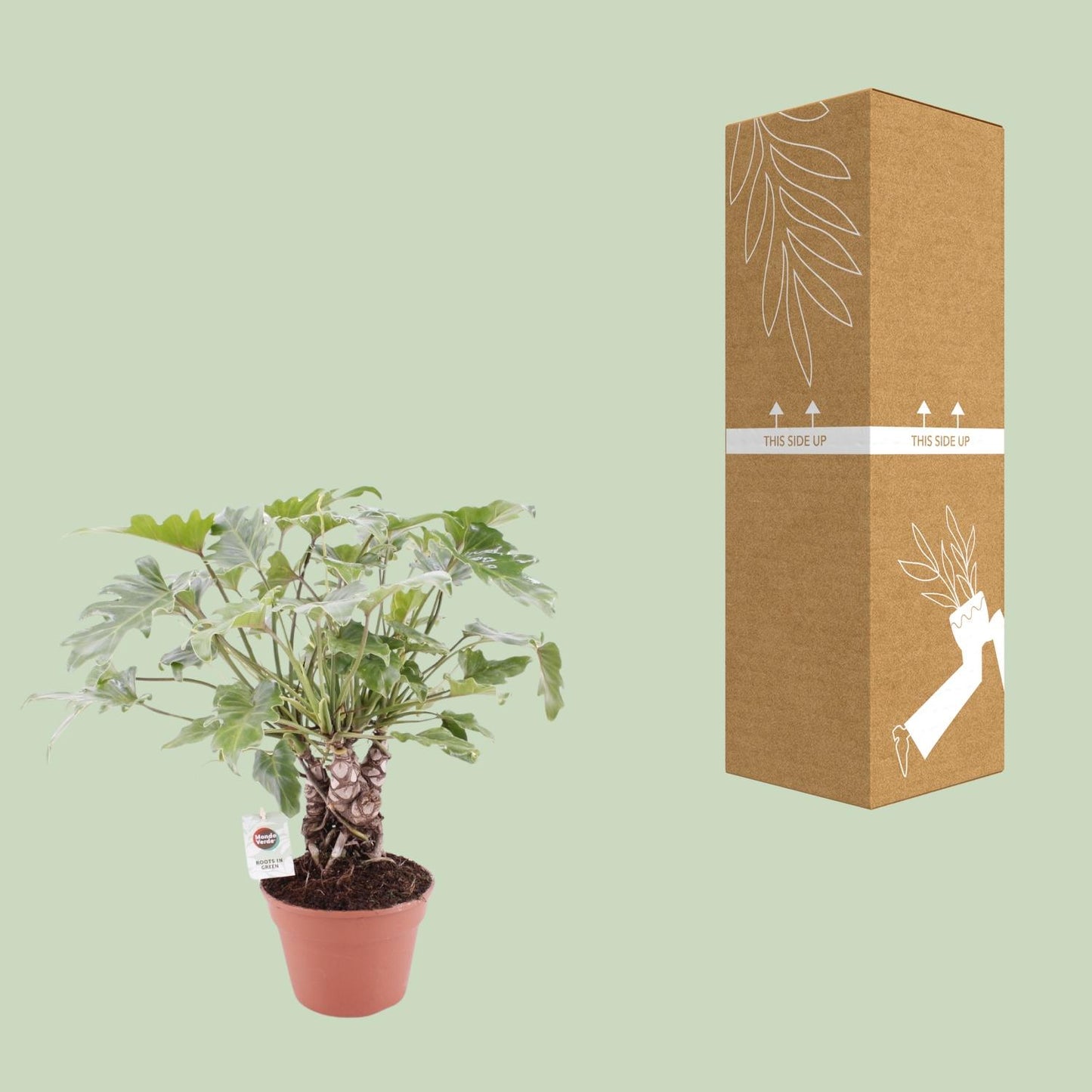 Philodendron Xanadu am Stamm – pflegeleichte Zimmerpflanze Ø17cm