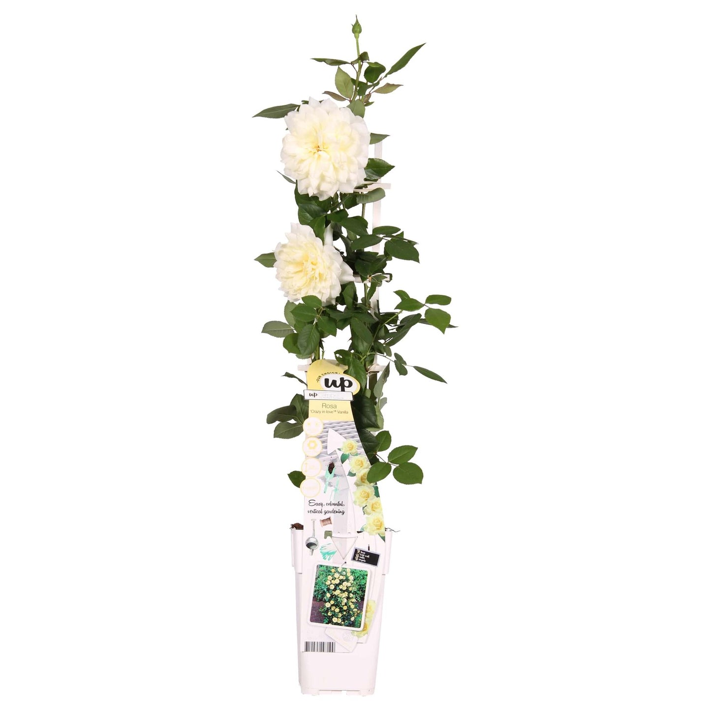 Kletterrose Rosa Crazy in Love 'Vanilla' – Cremeweiß Ø15cm