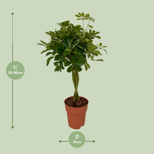 Schefflera Compacta – Pflegeleichter Schirmbaum Ø19cm, 80cm hoch