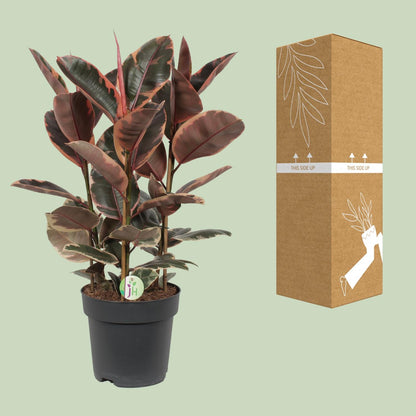 Ficus Belize – Pflegeleichte Zimmerpflanze Ø27cm