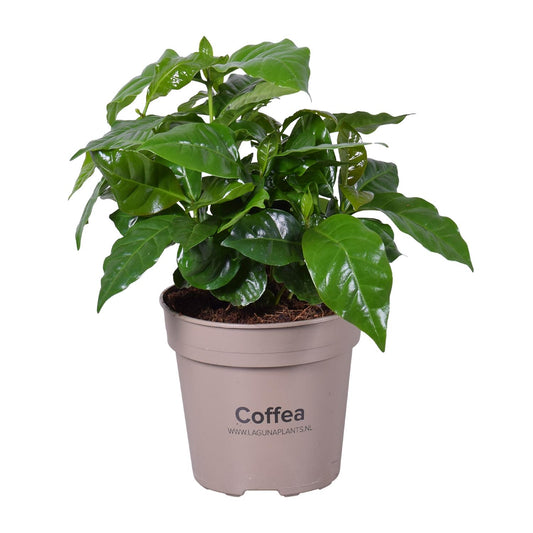Coffea Arabica - Pflegeleichte Zimmerpflanze Ø15cm