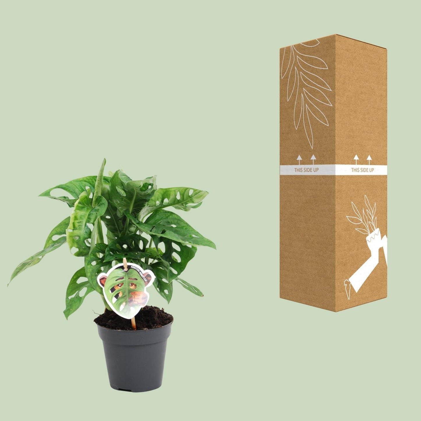 Monstera Monkey Leaf – pflegeleichte Zimmerpflanze Ø12cm