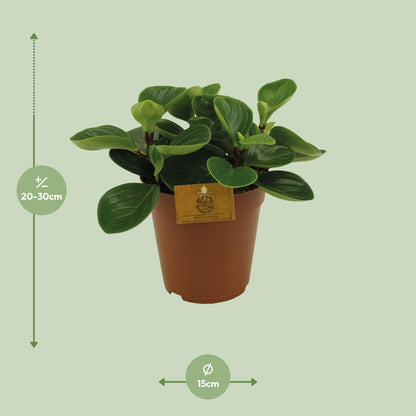 Peperomia Red Canyon – Pflegeleichte Zimmerpflanze Ø15cm