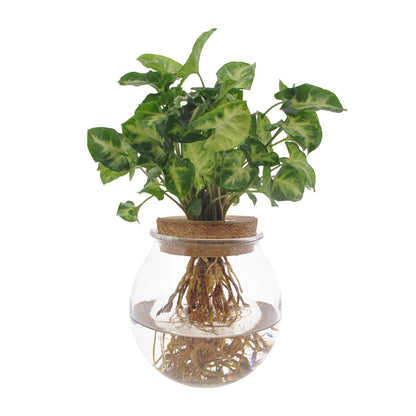 Syngonium Pixie Hydroponie-Pflanze Ø12cm, Höhe 30cm