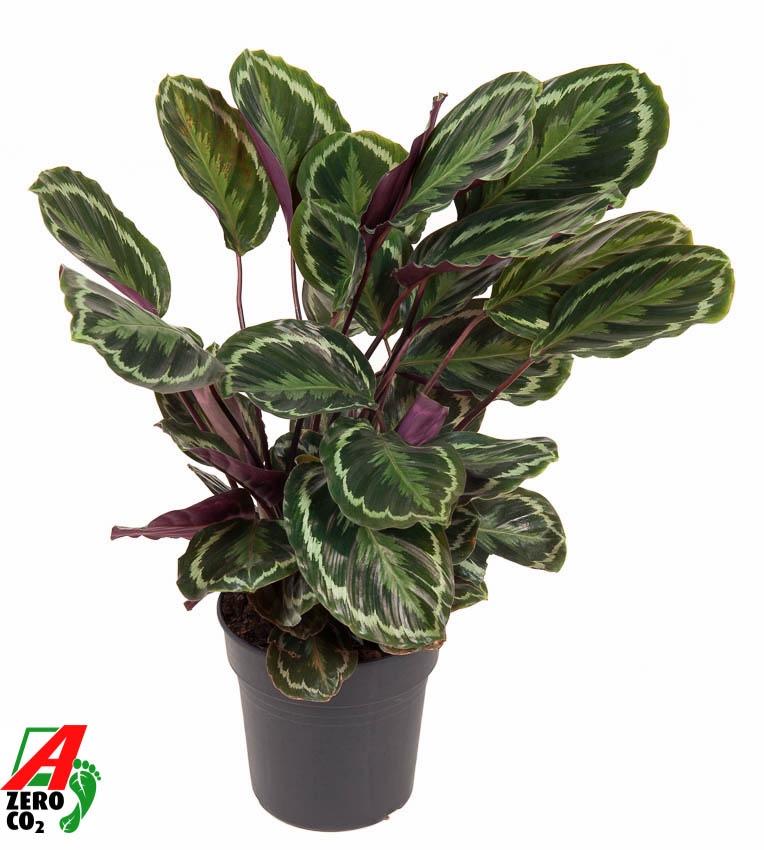 Calathea Medallion – Pflegeleichte Trendpflanze 80 cm