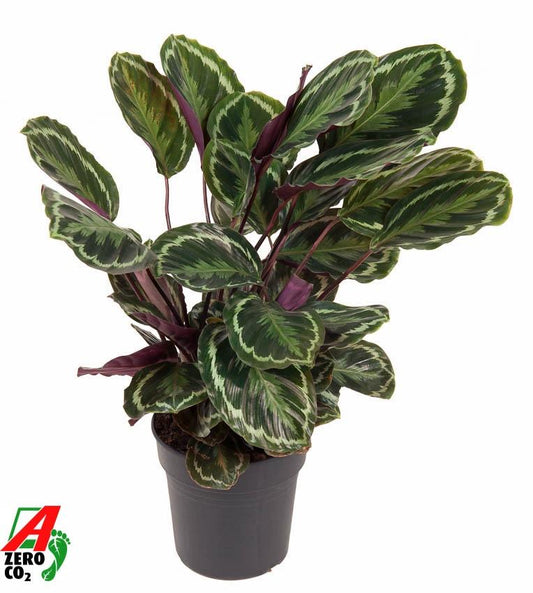 Calathea Medallion – Pflegeleichte Trendpflanze 80 cm