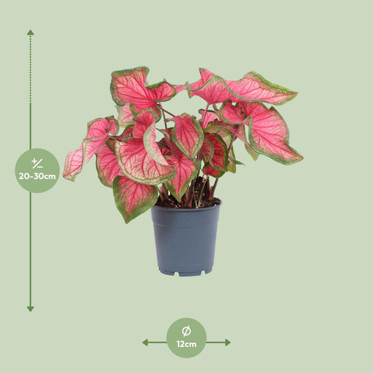 Caladium Sweetheart - Pflegeleichte Engelsflügel Ø12cm