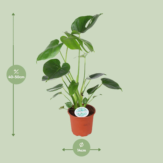 Monstera Deliciosa – Tropische, pflegeleichte Zimmerpflanze Ø14cm