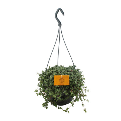 Pilea Glauca – Pflegeleichte Artilleriepflanze 15 cm