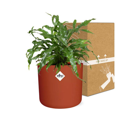 Microsorum Diversifolium – Kängurufarn im ELHO b.for soft Rond 14cm