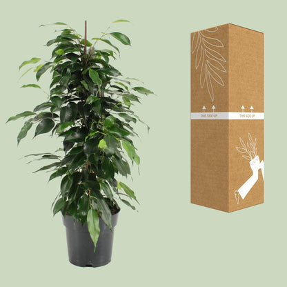 Ficus Benjamina Danielle – Pflegeleichte Zimmerpflanze Ø17cm